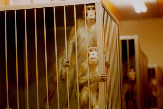 Affen im Tierversuchslabor
